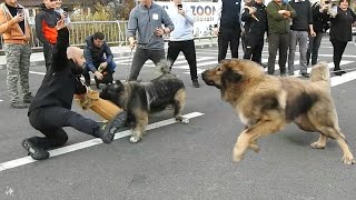 CIOBANESTI CAUCAZIENI URIASI ATACA PERICULOSLA BRANCEI MAI TARI CAINI CIOBANESTI IN EXPOZITIA UCHR [upl. by Mazonson32]