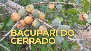 BACUPARI DO CERRADO [upl. by Enelad]