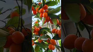 The most fruitful kumquat I v ever seen is growing in pot at my balcony garden plants [upl. by Inar]