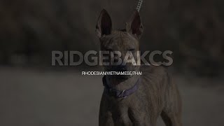 Discovering the Unique Qualities of 3 Amazing Ridgeback Dog Breeds [upl. by Heather844]