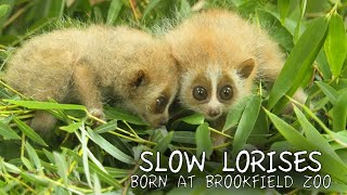 Slow Loris Babies [upl. by Ameg]