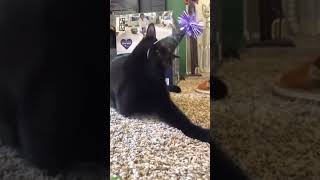 Cat videos 🐱 trending 🥰 lifeandcats Ep 7723 [upl. by Davine]