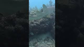 Nurse shark spotted on my scuba dive trip in Tavernier Key FL [upl. by Whalen362]