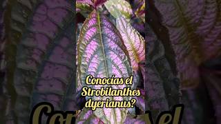 Conocías el STROBILANTHES DYERIANUS Escudo Persa🍂 [upl. by Rehctaht]