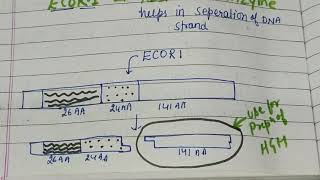 Biotechnological Preparation of somatotropin [upl. by Ytitsahc]