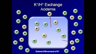 Normal AcidBase Regulation ABG Interpretation  Lesson 2 [upl. by Iphigenia]