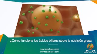 ¿Cómo funciona los ácidos biliares sobre la nutrición grasa [upl. by Gabe]