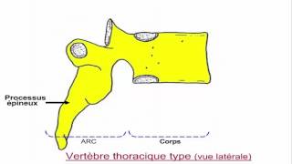 Vertèbre thoracique et lombaire [upl. by Arhsub353]