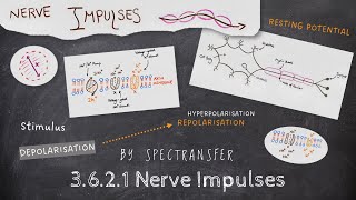 EASY REVISION AQA ALevel Biology 3621 Nerve impulses [upl. by Wolcott745]