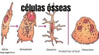 celulas osseas [upl. by Leima]