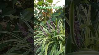 Variegated Liriope Gardens and Palms [upl. by Knick]