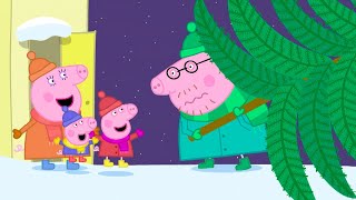 Peppa Picks A Christmas Tree 🎄  Peppa Pig Official Full Episodes [upl. by Moscow455]