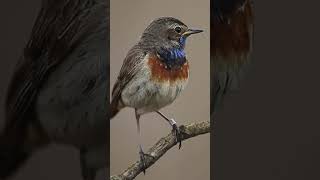 Sound of Nature  Bluethroat shortvideo natureandbirdssoundsrelaxingmusic [upl. by Atnes307]