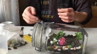 TERRARIUM  3 TERARYUM  DIY [upl. by Ylreveb]