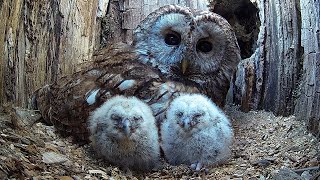 Wild Tawny Owls Adopt 6 Orphaned Owlets  Full Story  Luna amp Bomber  Robert E Fuller [upl. by Nydia]