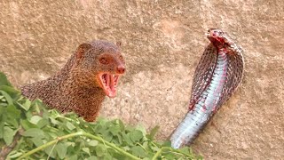 Mongoose vs cobra realfight and the Most Amazing Attack of Animals snakevsmongoose [upl. by Inavoig881]