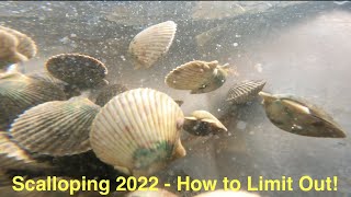 Scallop Season 2022  How to Limit Out This Year [upl. by Leela422]