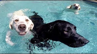 Swimming With My Dogs [upl. by Nirrej]