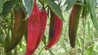 ⟹ Anaheim Hot Pepper Capsicum annuum ALL AMERICAN CLASSIC pepper [upl. by Sherwood]