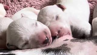 Puppies ♥️ newborn ♥️ dalmatian puppies [upl. by Allehcram677]