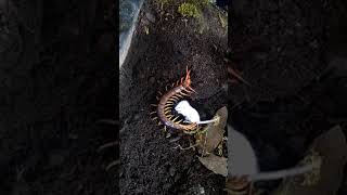 Giant vietnamese centipede eating mouse [upl. by Obidiah]