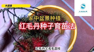 如何在家中盆栽红毛丹？红毛丹种子育苗法！毛荔枝培植技术！ [upl. by Nyahs]