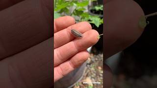 Woodlice woodlouse nature 2024 garden bugs [upl. by Eatnuahs]