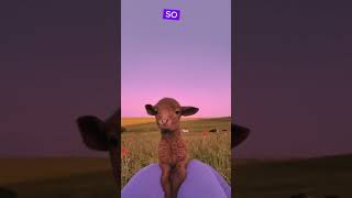 Sheeps Facts youtubeshorts viralshorts [upl. by Ydnahs739]