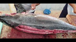 Biggest Fish amp Big Fish Cutting Fillet Biggest Fish Amazingly Big Fish Cutting Video [upl. by Ricardo]