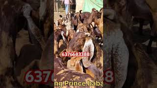 goatfarmrajasthan goatfarming goathusbandry goatbusiness animals goatfarmingbusiness [upl. by Plath]