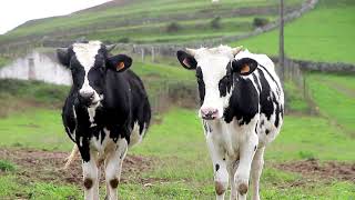 Dairy Cow Holstein Friesian Cow Farming • Cow Video [upl. by Aibsel]