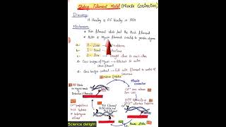 Sliding Filament Model of Muscle Contraction key points class12 [upl. by Lilhak]