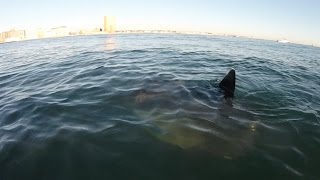 OCEAN SUNFISH Sighted in Asbury Park NJ While Striper Fishing [upl. by Aliakim]