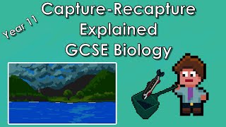 CaptureRecapture Equation Explained with Example  WJEC Biology  GCSE REVISION Year 11 [upl. by Edas]