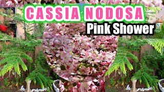 How to grow and care of Cassia nodosa tree  Propagation of cassia nodosa tree plant [upl. by Anileda716]