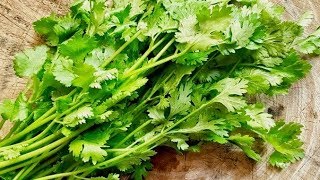 5 Amazing Health Benefits Of Coriander [upl. by Ahseikan]