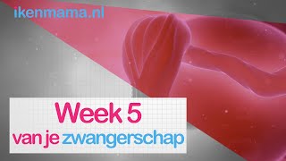 5 weken zwanger Bekijk symptomen informatie over de echo en je kindje  ikenmamanl [upl. by Ellenet63]