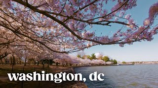 Cherry Blossom Season in Washington DC · Walking Tour [upl. by Rubbico]