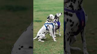 Did you know that Dalmatians can smile strangerphotography dogphotography dalmatian [upl. by Teddi559]