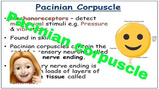 Pacinian Corpuscle Alevel Biology [upl. by Noscire661]