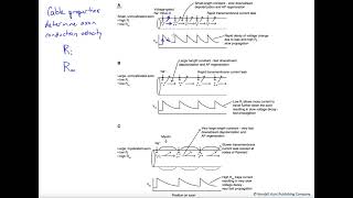 Axon cable properties determine propagation velocity [upl. by Akkeber]