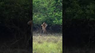 Bandhavgarh National Park Tiger fight [upl. by Ashwin716]