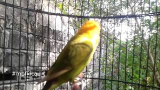 MEMANCING LOVEBIRD PAUD MUDA USIA 3 BULAN MENJADI FIGHTER GUNAKAN LOVEBIRD NGETIK R [upl. by Sancha146]