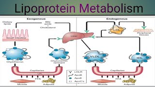 Lipoprotein Metabolism Biochemistry [upl. by Yahska]