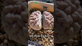 जिंदा पत्थर  Unique Plant  Lithops [upl. by Dupre]