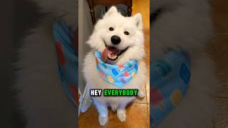 My Samoyeds Monday Meltdown samoyed dog shorts funny [upl. by Duyne]