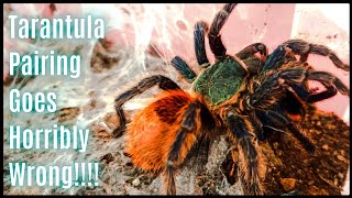 tarantula mating gone wrong chromatopelma cyaneopubescens female eats the male 😱😱😱 [upl. by Ahsiner408]