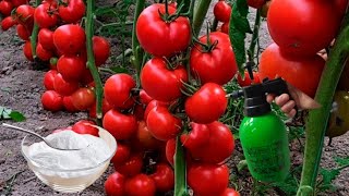 Karbonat Domateslerinizin Tek Kurtuluşu 🍅 Domateslerinizi Hastalıklara Ve Zararlılara Karşı Korur [upl. by Anik298]