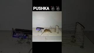 mouse trap kill pushka mousetrap kill trap [upl. by Beora510]