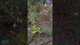 Dunvegan Castle Garden Isle of Skye Scotland shorts travel explore [upl. by Durer]